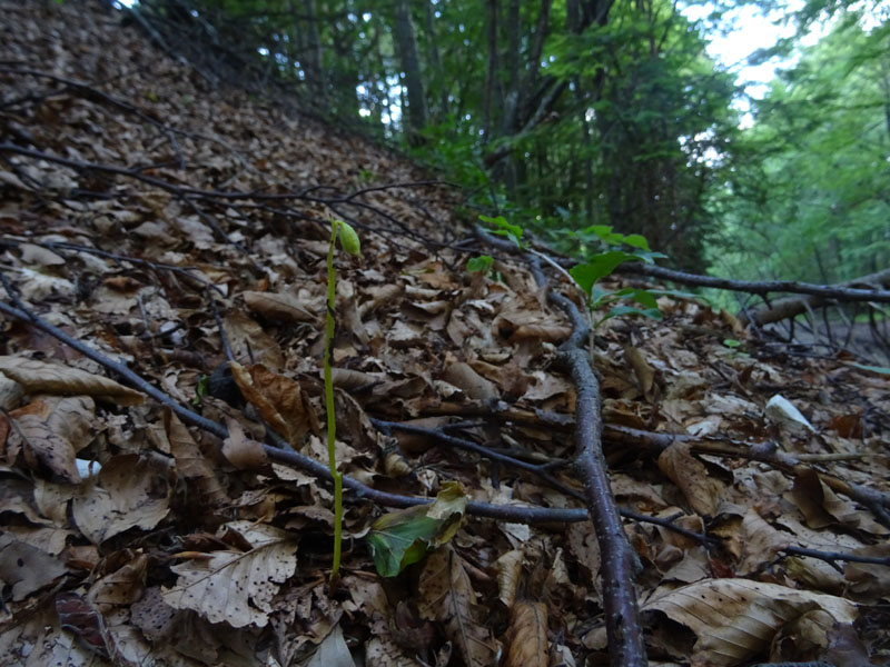 Corallorhiza trifida / Coralloriza